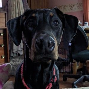 Meet your Posher, Sharon